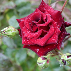 Ruža čajevke - Ruža - Edith Piaf® - 